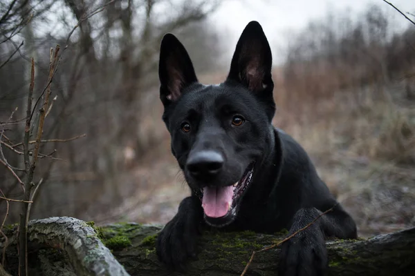 Sonbahar çayırında yürüyen sevimli karışık cins siyah köpek portresi. — Stok fotoğraf