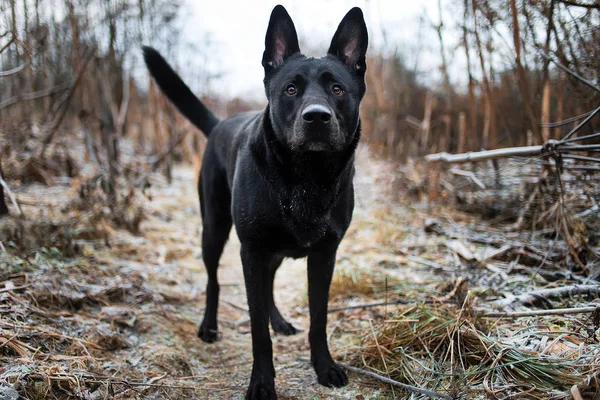 Porträtt av söt blandad ras svart hund går på höst ängen. — Stockfoto