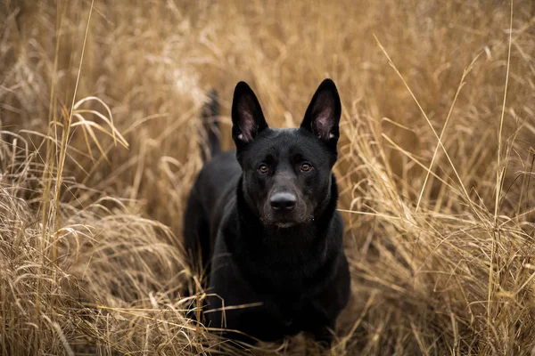 Ritratto di simpatico cane nero di razza mista che cammina sul prato autunnale . — Foto Stock