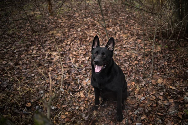 Retrato de lindo perro negro de raza mixta paseando en el prado de otoño . —  Fotos de Stock