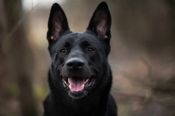 Portrait of cute mixed breed black dog walking on autumn meadow. — Stock Photo, Image