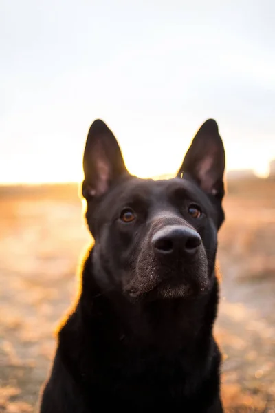 Retrato de lindo perro negro de raza mixta paseando en el prado de otoño . —  Fotos de Stock
