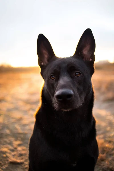 Porträtt av söt blandad ras svart hund går på höst ängen. — Stockfoto