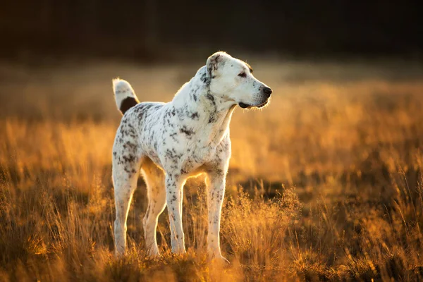 300 Kangal Dog Stock Photos Kangal Dog Images Depositphotos
