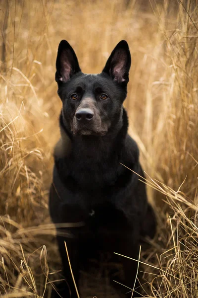 Porträt des niedlichen schwarzen Mischlingshundes beim Gassigehen auf der Herbstwiese. — Stockfoto