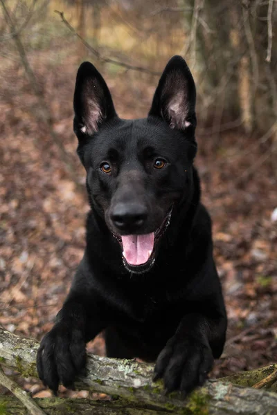 Sonbahar çayırında yürüyen sevimli karışık cins siyah köpek portresi. — Stok fotoğraf