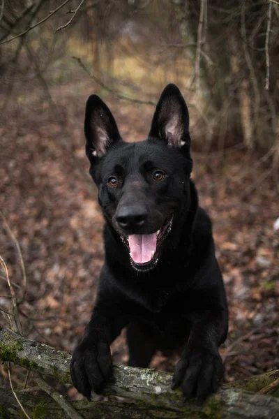 Sonbahar çayırında yürüyen sevimli karışık cins siyah köpek portresi. — Stok fotoğraf