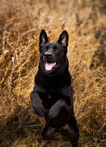 Porträt des niedlichen schwarzen Mischlingshundes beim Gassigehen auf der Herbstwiese. — Stockfoto