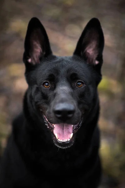 Retrato de cão preto de raça mista bonito andando no prado de outono . — Fotografia de Stock