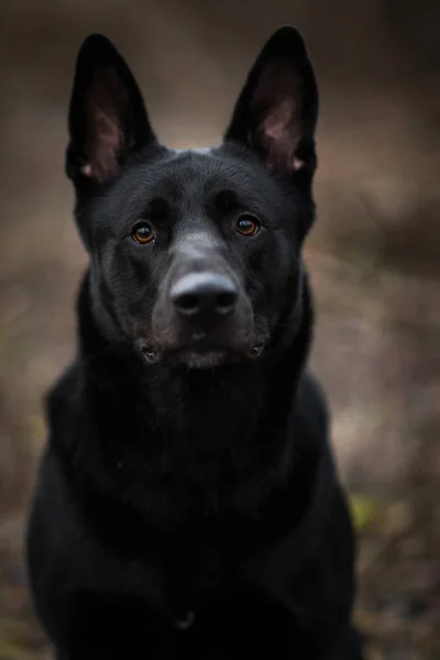 可爱的混合品种黑狗在秋天的草地上行走的肖像. — 图库照片
