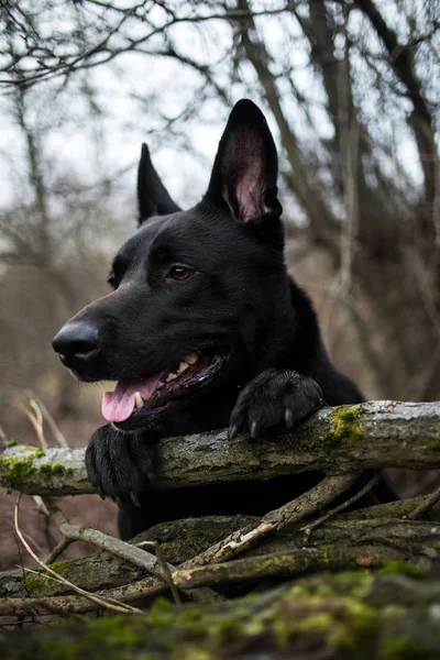 Sonbahar çayırında yürüyen sevimli karışık cins siyah köpek portresi. — Stok fotoğraf