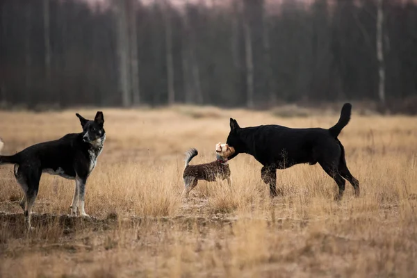 Tres lindos perros negros de raza mixta caminando en el prado de otoño . —  Fotos de Stock