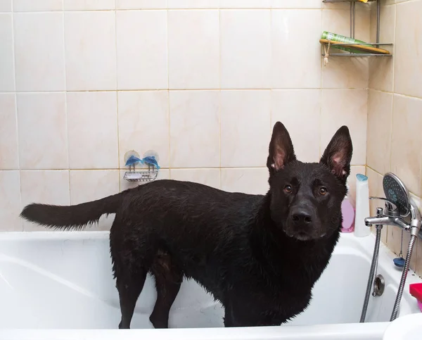 Bathing of the mixed breed dog. Dog taking a bubble bath. Grooming dog.