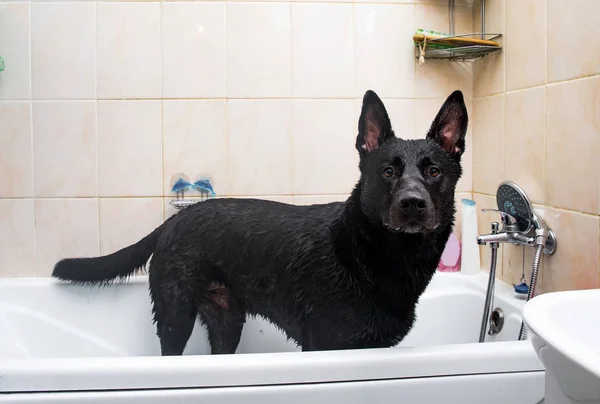 El baño del perro de raza mixta. Perro tomando un baño de burbujas. Perro de aseo . —  Fotos de Stock