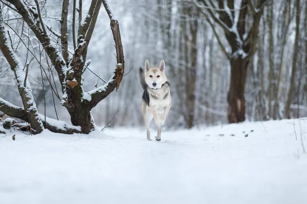 Herrelös hund som lever på gatan. Mongrel i snön — Stockfoto