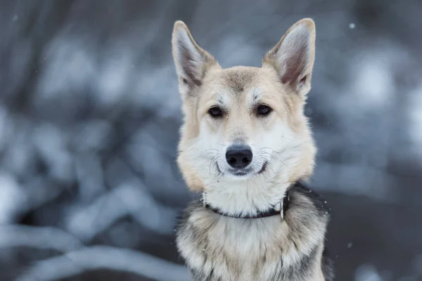 Carino cane di razza mista fuori. Mongrel nella neve — Foto Stock