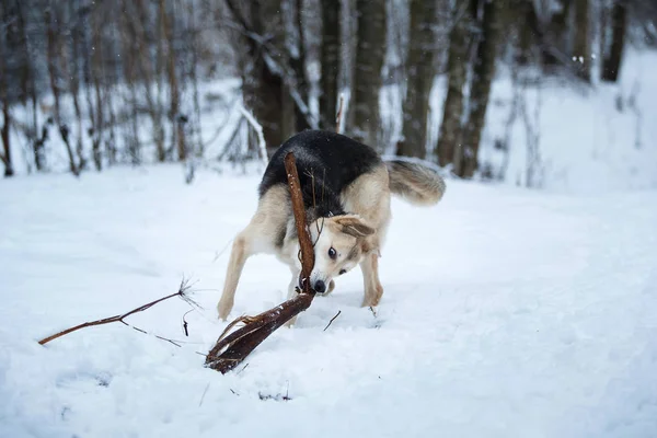 Бродячая собака, которая живет на улице. Дворняга в снегу — стоковое фото