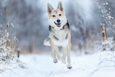 Sokakta yaşayan sokak köpeği. Karda Mongrel