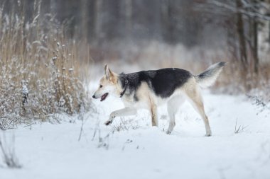 Sokakta yaşayan sokak köpeği. Karda Mongrel