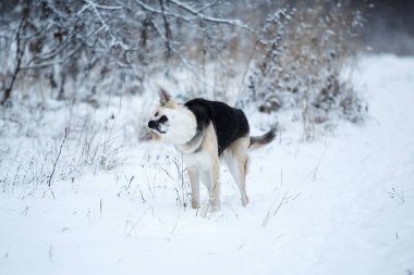 Sokakta yaşayan sokak köpeği. Karda Mongrel