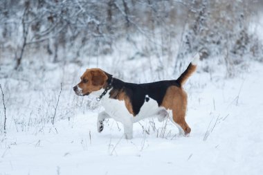 Kışın bir Beagle köpek portresi, bulutlu gün