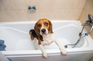 Amerikan beagle'ının yıkanıyor. Köpek köpük banyosu yapıyor. Damat köpek.