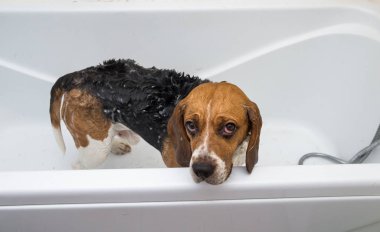 Amerikan beagle'ının yıkanıyor. Köpek köpük banyosu yapıyor. Damat köpek.