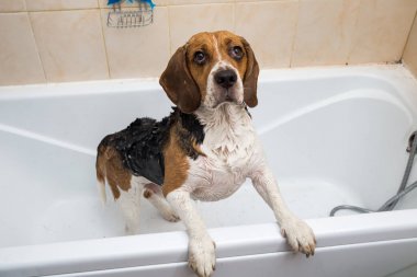 Amerikan beagle'ının yıkanıyor. Köpek köpük banyosu yapıyor. Damat köpek.