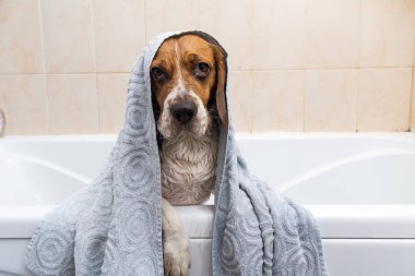 Amerikan beagle'ının yıkanıyor. Köpek köpük banyosu yapıyor. Damat köpek.