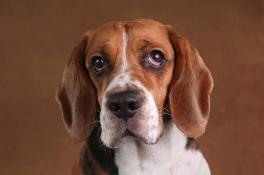 Sevimli Beagle köpek kahverengi arka plan karşı duran