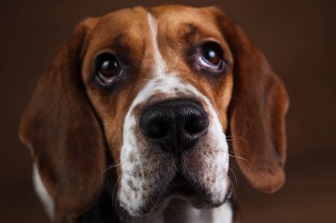 Sevimli Beagle köpek kahverengi arka plan karşı duran
