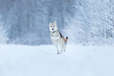 Sokakta yaşayan sokak köpeği. Karda Mongrel