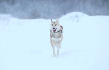 Sokakta yaşayan sokak köpeği. Karda Mongrel