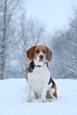 Kışın bir Beagle köpek portresi, bulutlu gün
