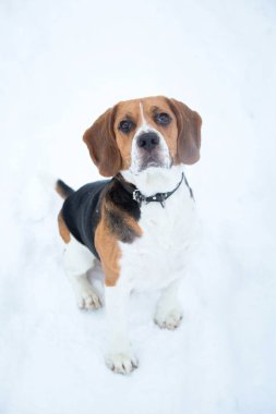 Kışın bir Beagle köpek portresi, bulutlu gün