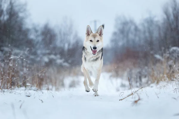 Zwerfhond die op straat leeft. Mongrel in de sneeuw — Stockfoto