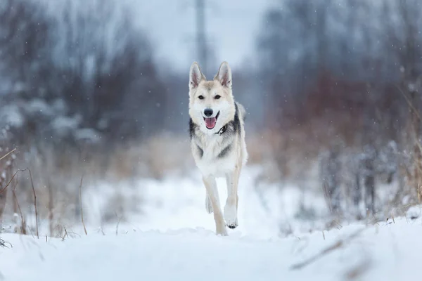 Zwerfhond die op straat leeft. Mongrel in de sneeuw — Stockfoto