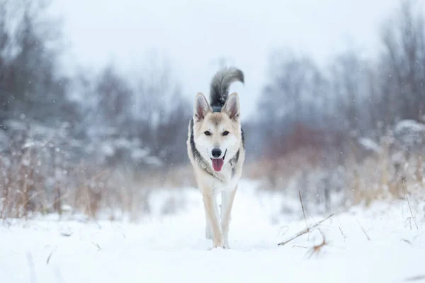 通りに住んでいる野良犬。雪の中のモングレル — ストック写真