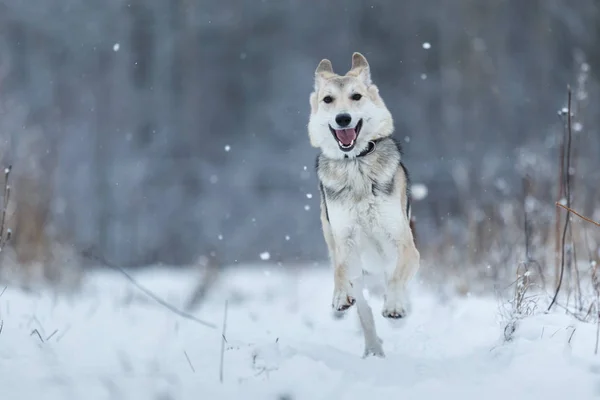 Perro callejero que vive en la calle. Mestizo en la nieve — Foto de Stock