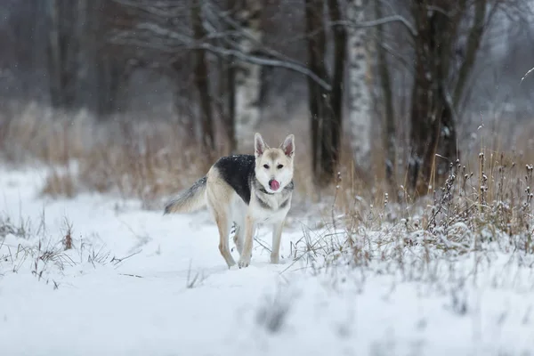 Potulný pes, který žije na ulici. Mongrel ve sněhu — Stock fotografie