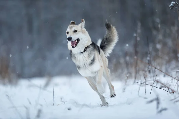 Cão rasteiro que vive na rua. Raquete na neve — Fotografia de Stock