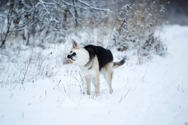 Stray dog that lives on the street. Mongrel in the snow — Stock Photo, Image