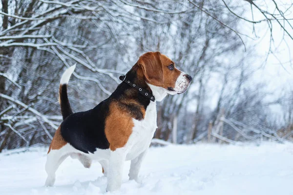 Πορτρέτο ενός σκύλου Μπιγκλ το χειμώνα, συννεφιασμένη μέρα — Φωτογραφία Αρχείου