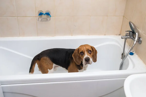 Banho do beagle americano. Um cão a tomar um banho de espuma. Cão de limpeza . — Fotografia de Stock