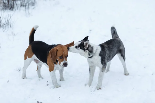 Dois cães encontram-se no prado de inverno na neve — Fotografia de Stock