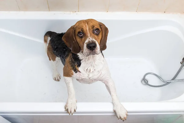 Banho do beagle americano. Um cão a tomar um banho de espuma. Cão de limpeza . — Fotografia de Stock