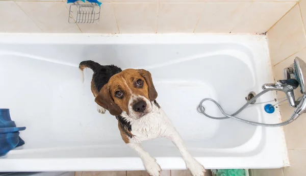 Купание американского жука. Собака принимает пенную ванну. Груминг . — стоковое фото