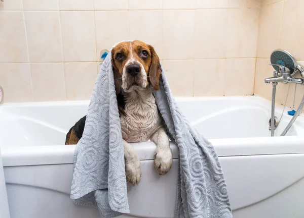 Купання американської Бігль. Собака беручи міхур ванни. Стрижка собаки. — стокове фото