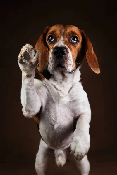 Cute beagle dog standing against brown background — Stock Photo, Image