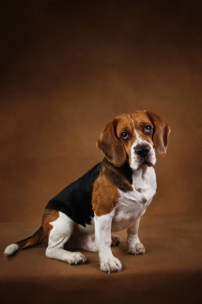 Cute Beagle dog standing against brown background — Stock Photo, Image